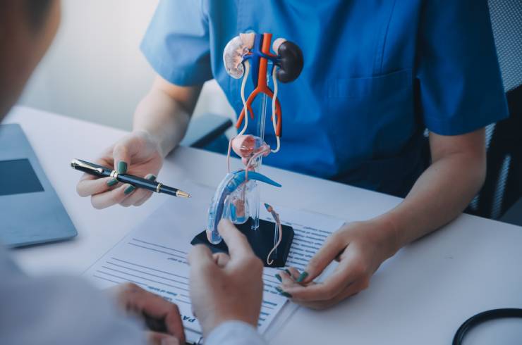 doctor uses anatomical model to explain male urinary system. model labeled with parts, doctor points and explains how they work together for urinary function, ensuring patient comprehension.